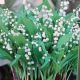 BULB CONVALLARIA LILY-OF-THE-VALLEY