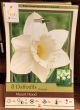 NARCISSUS MOUNT HOOD 8PP