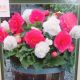 BULB BEGONIA DOUBLE PINK & WHITE MIX
