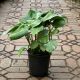 PHILODENDRON 8