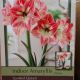 BULB AMARYLLIS SPOTTED QUEEN