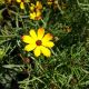 COREOPSIS BUTTER RUM #1